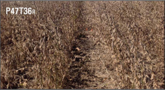 Side-by-side comparison of Pioneer® variety P47T36R grown in 40-inch rows in a 2014 Pioneer® GrowingPoint® agronomy research trial near Leland, Miss.