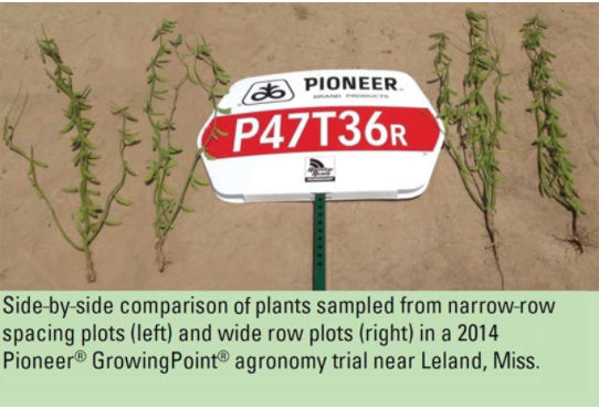 Side-by-side comparison of plants sampled from narrow-row spacing plots (left) and wide row plots (right) in a 2014 Pioneer® GrowingPoint® agronomy trial near Leland, Miss.