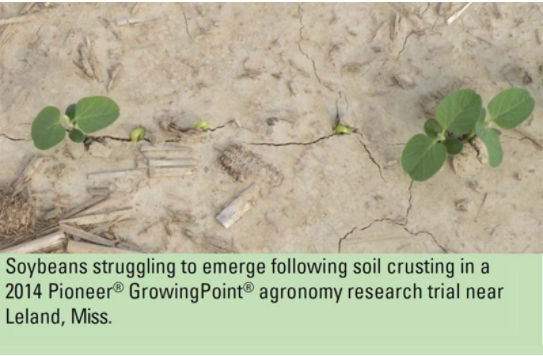 Soybeans struggling to emerge following soil crusting in a 2014 Pioneer® GrowingPoint® agronomy research trial near Leland, Miss.