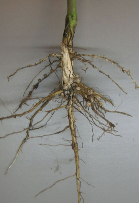 forming round nodules that can grow to the size of a large pea.