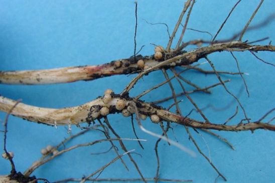 Nitrogen fixation in soybeans is carried out by Bradyrhizobium japonicum bacteria that colonize the roots.