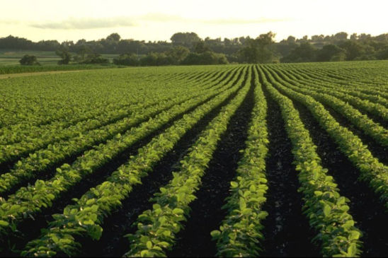 Soybeans require about 3.5 lbs. of nitrogen per bushel of yield.