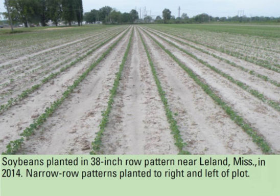 Soybeans planted in 38-inch row pattern near Leland, Miss. in 2014. Narrow-row patterns planted to right and left of plot.
