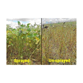 Soybean Rust infection in sprayed (left) and unsprayed (right) fields