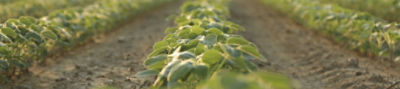 soybean