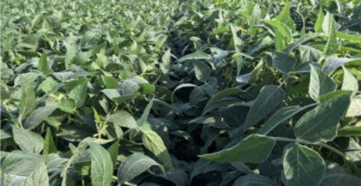 Closeup soybean field - mid-August