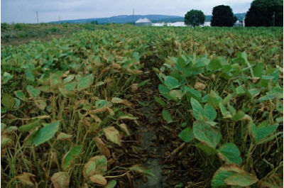 Severe spider mite injury to soybeans.