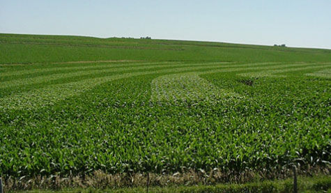 Pioneer split-planter trial near Harlan, Iowa in 2001.