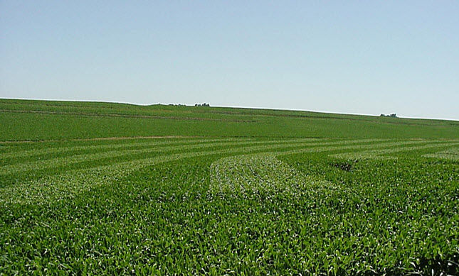 Long-distance photo of split-planter trials in a corn field, early summer.