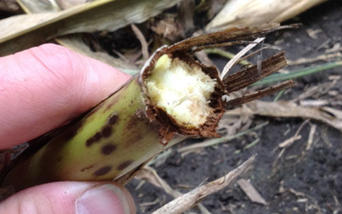 Physoderma stalk rot corn stalk breakage at lower node.