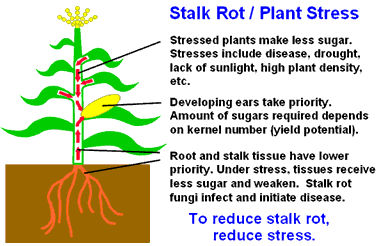 Stalk rot related to plant stress.