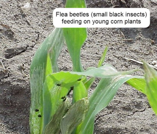 Flea beetles feeding on young corn plants