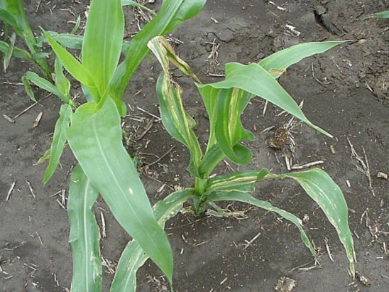 Yellowed/bleached leaves are early symptoms of bacterial wilt