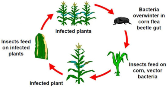 Stewarts Wilt Disease Cycle