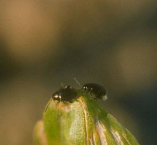 flea beetles