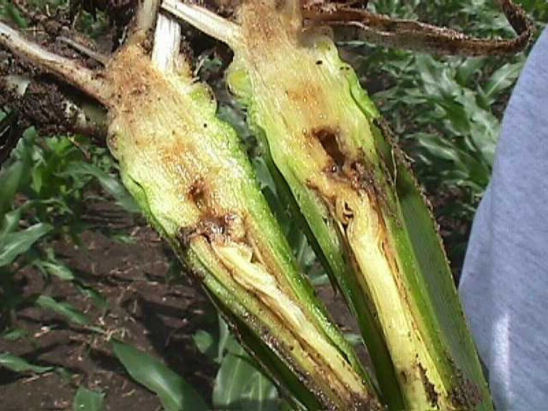 early season systemic wilt can cause internal vascular discoloration