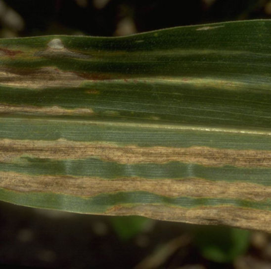Stewart's bacterial blight lesions
