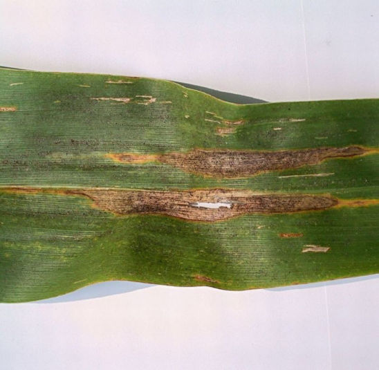 Late-season Stewart's bacterial blight