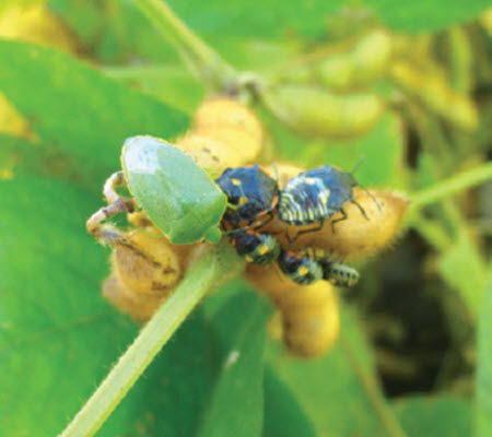 Green stink bug adult and nymphs on soybean pods.