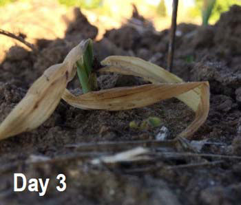 Corn seedling 3 days following spring frost event. Note regrowth pushing above soil line.