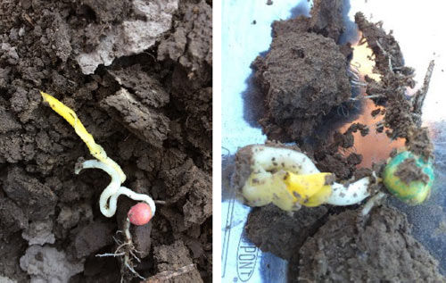 Corn seedlings exhibiting stress emergence symptoms – corkscrewing and leafing out underground as a result of challenging soil conditions