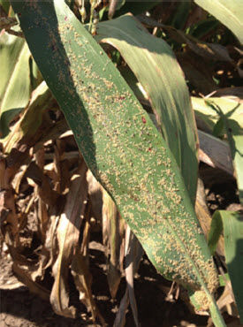 Infested sorghum leaf with all stages of sugarcane aphids present.