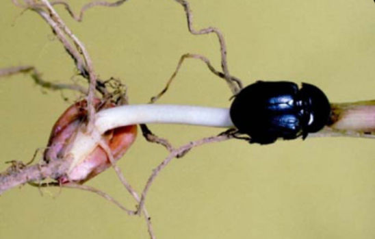 Sugarcane beetle feeding at base of corn seedling