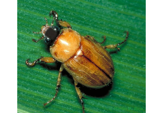Southern masked chafer
