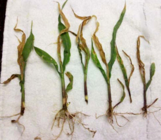 Corn seedlings injured by sugarcane beetles