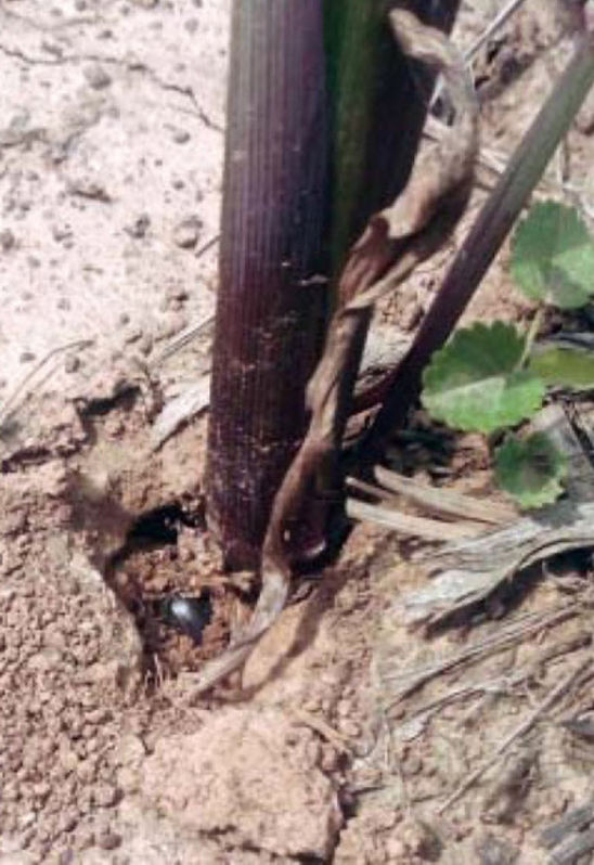 Sugarcane beetle feeding at base of corn plant