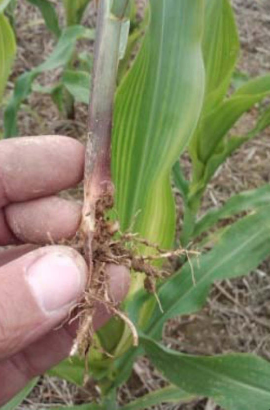 Injured corn due to sugarcane beetles