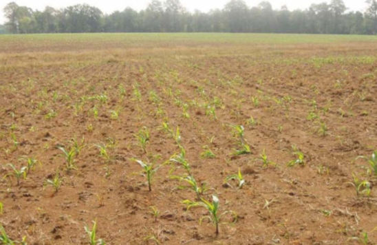 Plant population reduction from sugarcane beetles