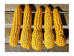 Corn ears showing injury from sulfonylurea herbicides.