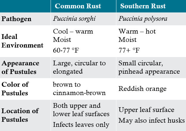 Table - Distinguishing characteristics of common rust vs. southern rust.