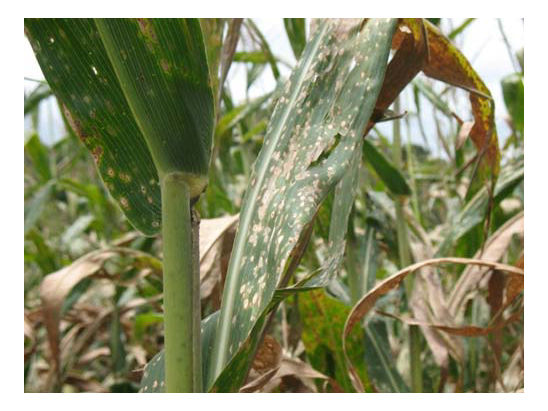 Brownish lesions can cover a significant amount of the plant, and cause necrosis in the leaf tissue.