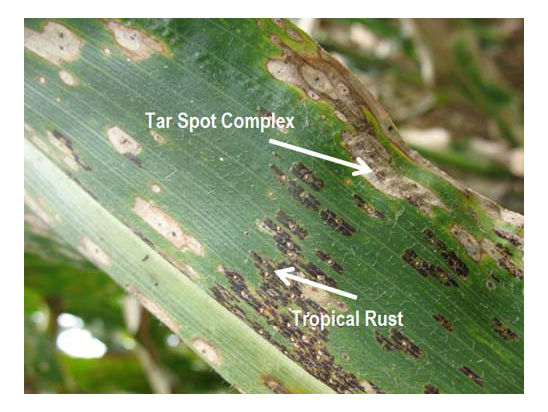 Tropical rust can appear in conjunction with tar spot complex.