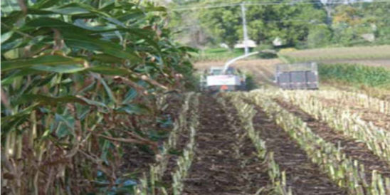 Photo - SURPLUS MOISTURE during vegetative growth appears to have the greatest effect on reducing NDFD (neutral detergent fiber digestibility). 