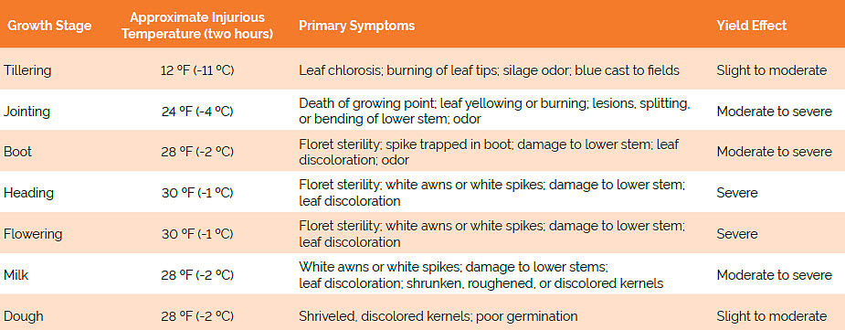 Table listing temperatures that cause injury to wheat at spring growth stages and symptoms and yield effect of spring freeze injury.