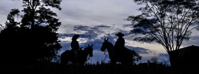 10 termos da pecuária que você precisa conhecer