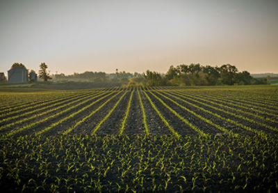 early planted corn field