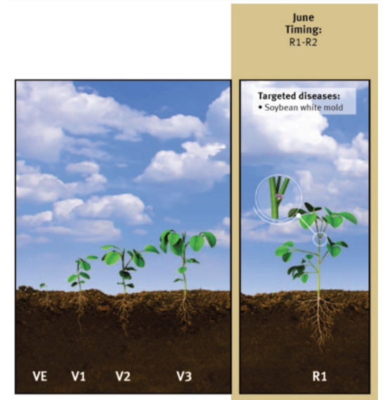 Soybean white mold at R1