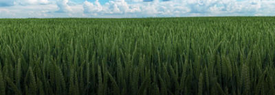 text-on-image-image-desktop_lt-2