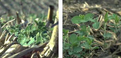 No-till soybeans emerging in previous corn residue.