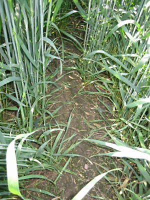 Tombo nupurkštas kviečių laukas – nepriekaištingai švarus