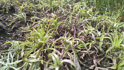 Geras veikimas prieš rugiagėles