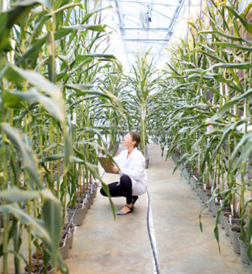 Innovation for Disease Resistance