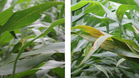 Photo showing Southern rust in a plot treated with DuPont Aproach Prima fungicide (left) vs. a non-treated plot (right) near Camilla, GA in 2014.