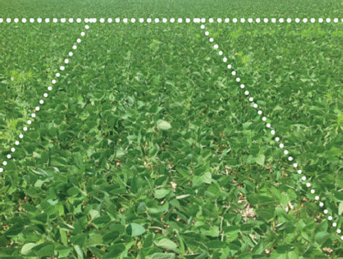 4-D Ester + glyphosate.