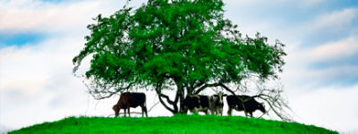 Três aplicativos que ajudam no manejo de pastagens