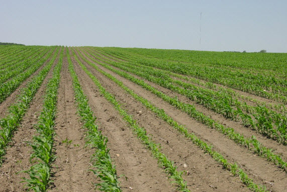 Photo showing corn field with uneven emergence due to compaction.